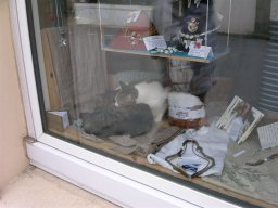 Stage Croisère Concarneau 2007 - 2 chatons dans une vitrine de magasin